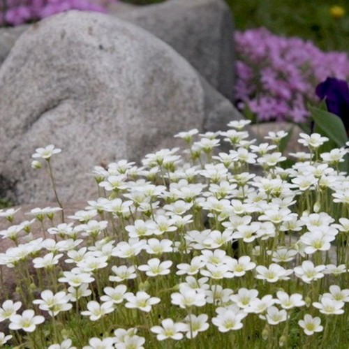 Saxifraga x arendsii 'Alba' - Arendsi kivirik 'Alba' P11/0,75L
